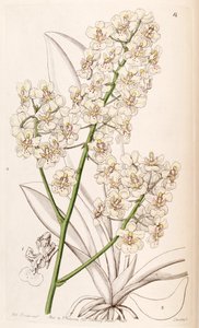 Trichocentrum stramineum door Miss Drake